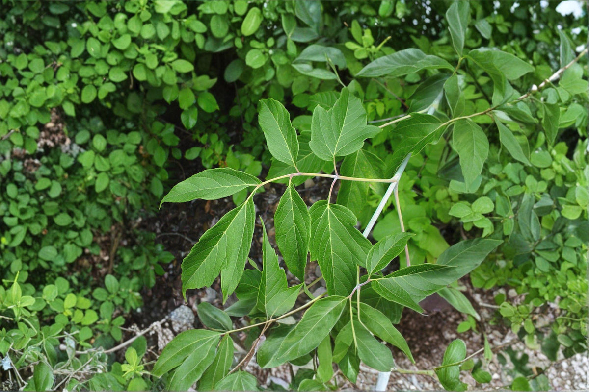 Boxelder Maple Seeds - 10 Count - Fast-Growing Native Tree - Acer negundo - Hardy Deciduous Shade Tree for Wildlife