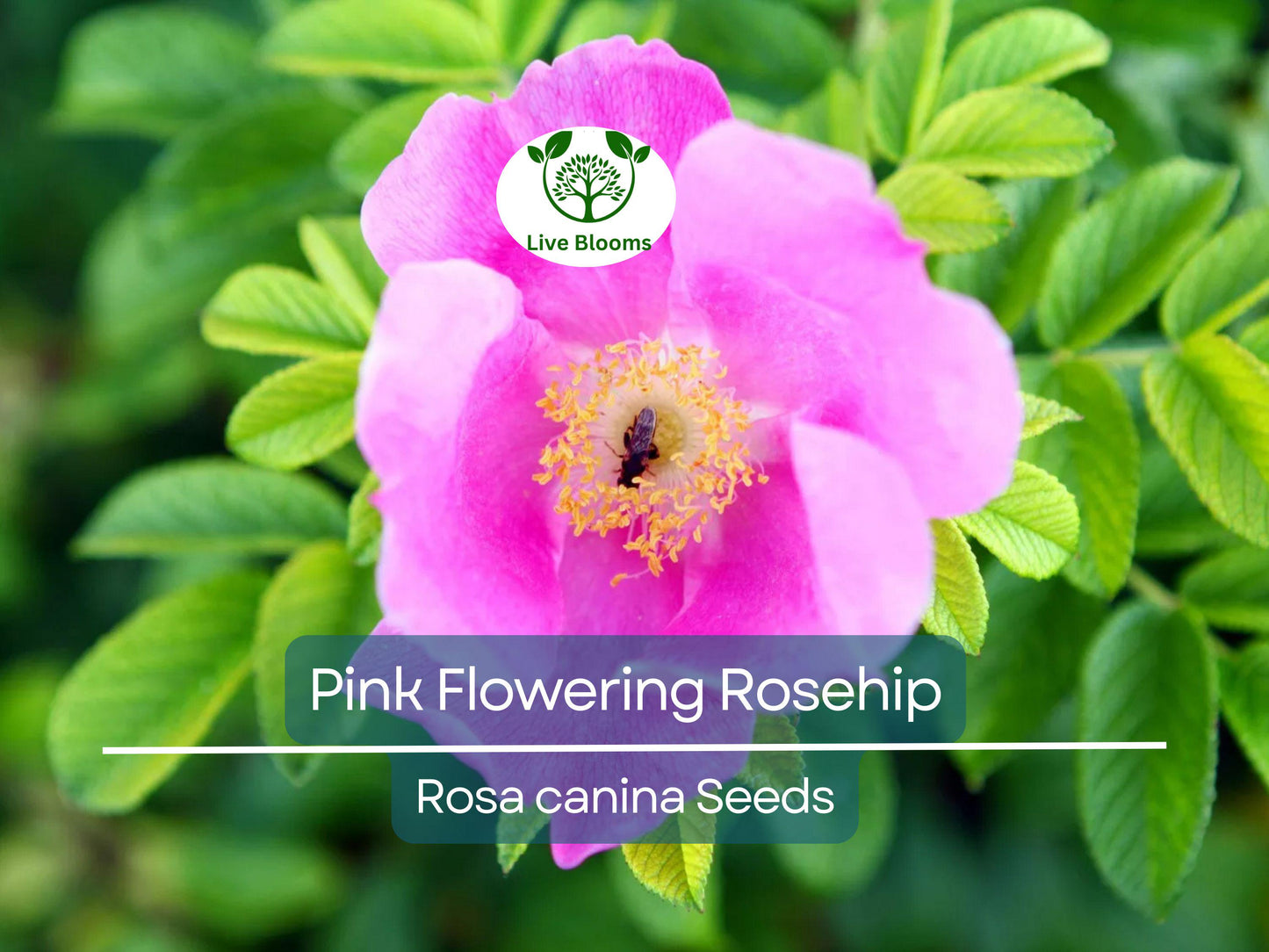 35 Rosa Canina Seeds - Hardy Pink Flowering Dog Rose Bush with Edible Rose Hips for Tea & Jam