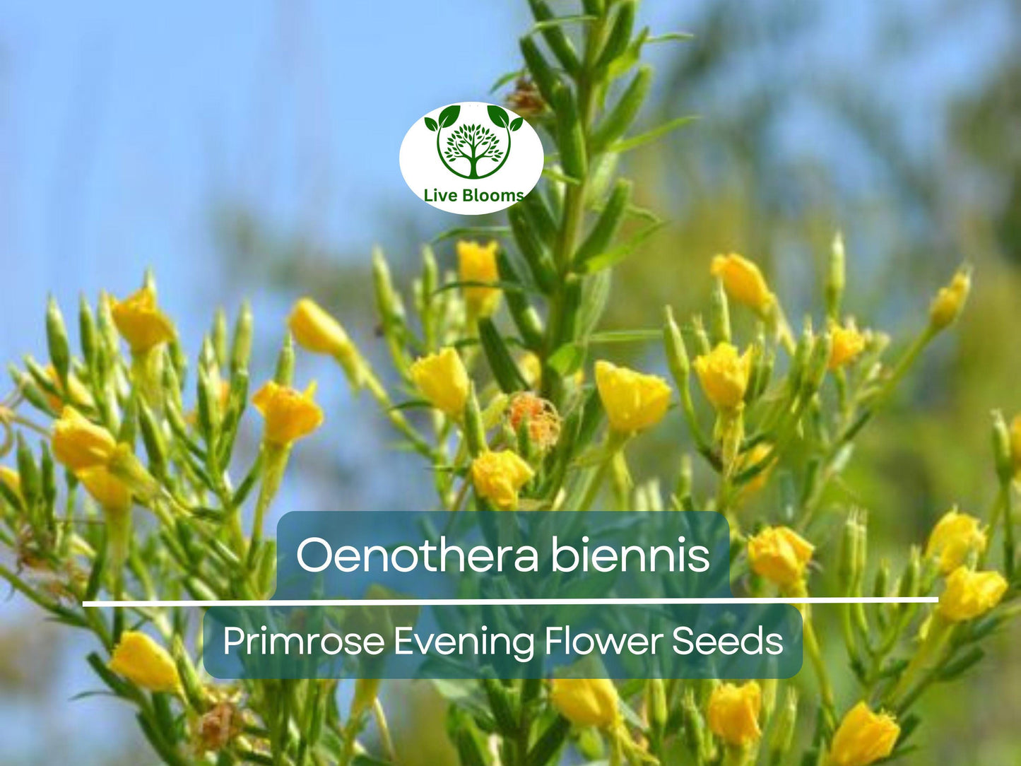 200 Primrose Evening Seeds (Oenothera biennis) - Hardy Night-Blooming Perennial Wildflower