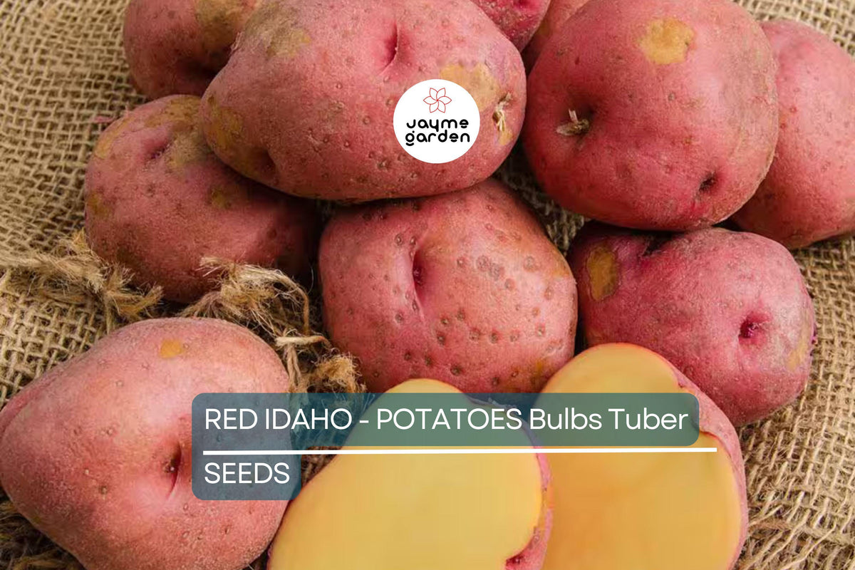 Organic Red Idaho Seed Potatoes - 12 Count - Nutrient-Rich Solanum tuberosum for Home Gardens - Easy to Grow, Perfect for Planting