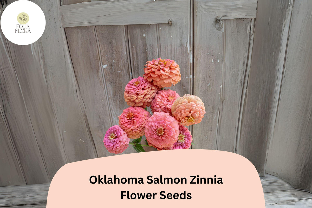 Oklahoma Salmon Zinnia Seeds - 100+ Non-GMO Soft Salmon Pink Blooms for Summer Gardens & Cut Flowers - Zinnia elegans