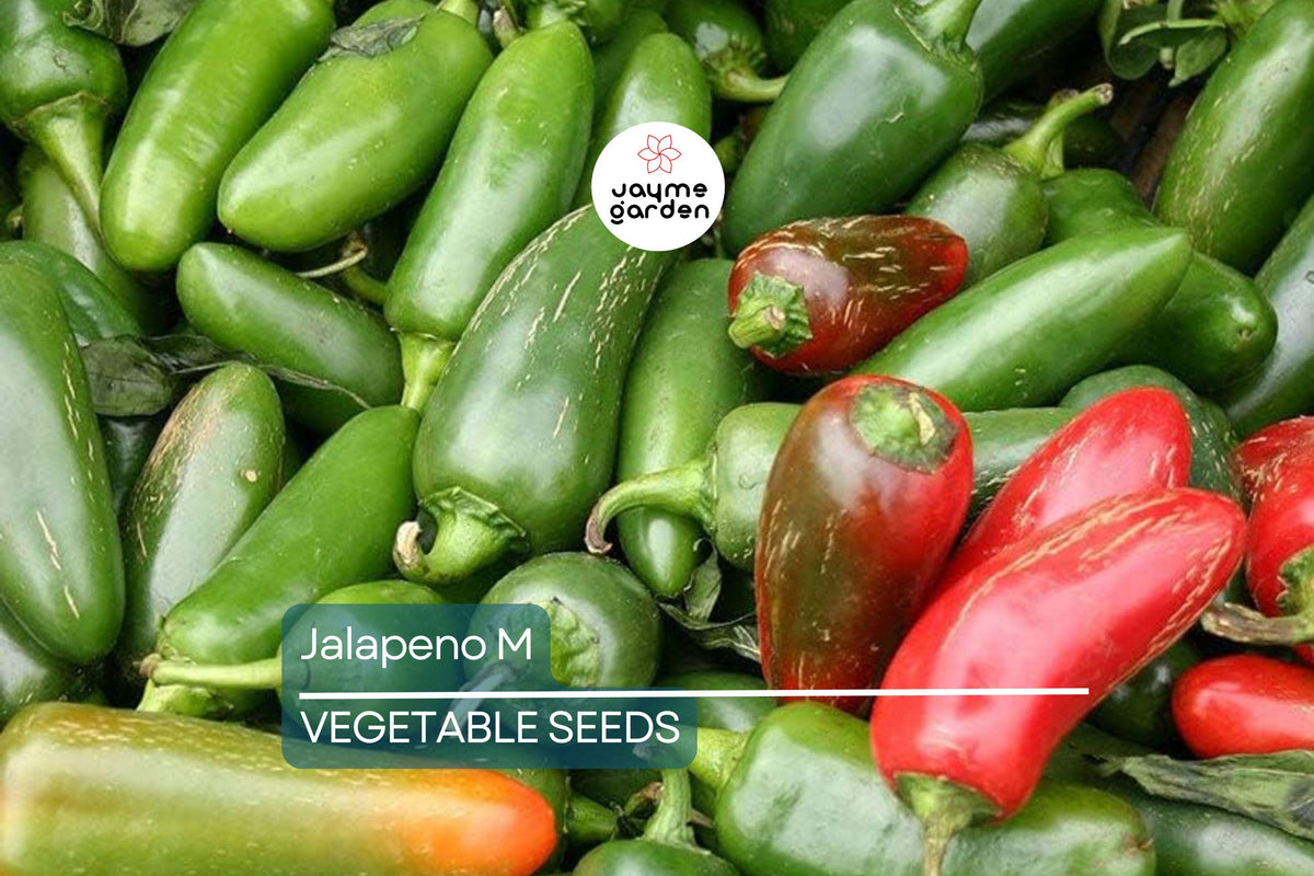 300 Jalapeno M Pepper Seeds - Non-GMO Heirloom, Medium Heat 5,000 SHU, High Yield | Capsicum annuum | Free Shipping