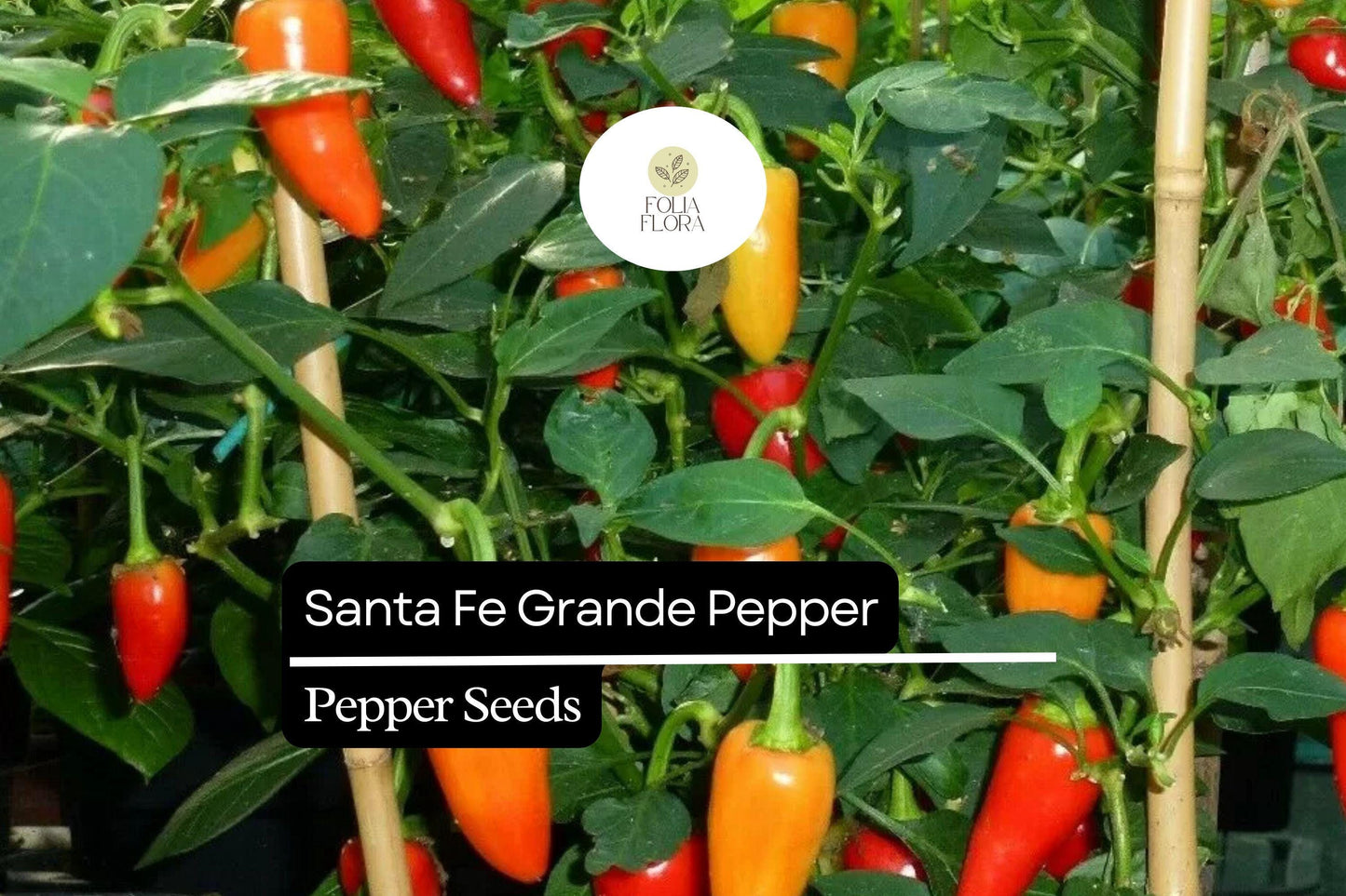 25 Santa Fe Grande Pepper Seeds – Heirloom Mildly Spicy Capsicum annuum for Salsas & Pickling