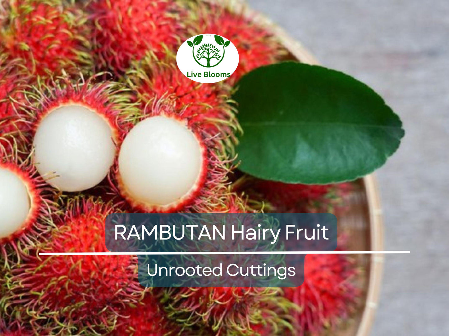 5 Unrooted Rambutan Cuttings (Nephelium lappaceum) 5-6" Long for Grafting & Propagation