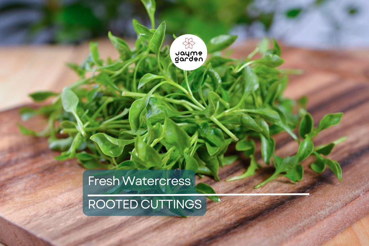 Fresh Watercress Cuttings - 10 Live Rooted Edible Greens - Nutrient-Rich Hydroponic Vegetable (Nasturtium officinale)