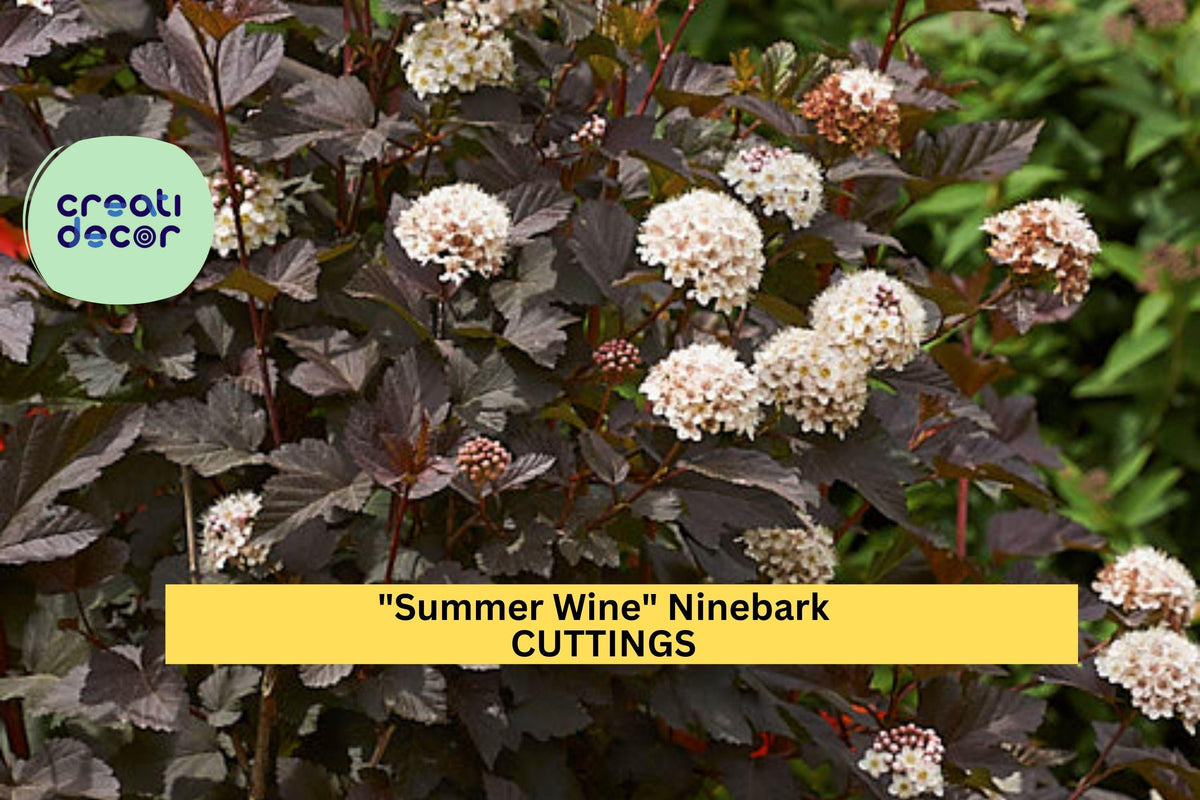 5 Summer Wine Ninebark Cuttings | Physocarpus Opulifolius | Burgundy Foliage | Ornamental Landscape Shrub