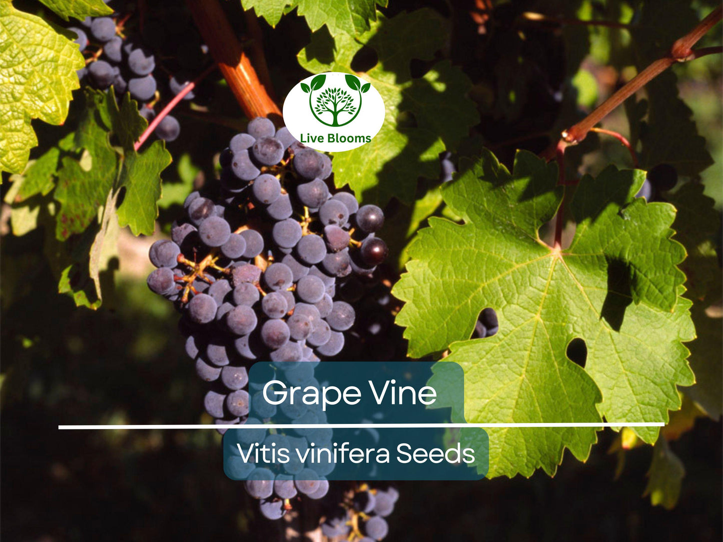 30 Grape Vine Seeds (Vitis vinifera) for Planting | Grow Wine & Table Grapes at Home