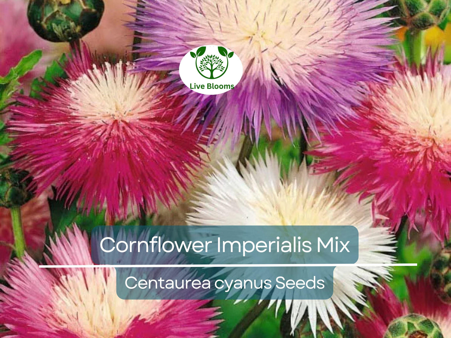100 Seeds Cornflower Imperialis Mix – Non-GMO Heirloom Bachelor Button Purple Blend for Pollinators