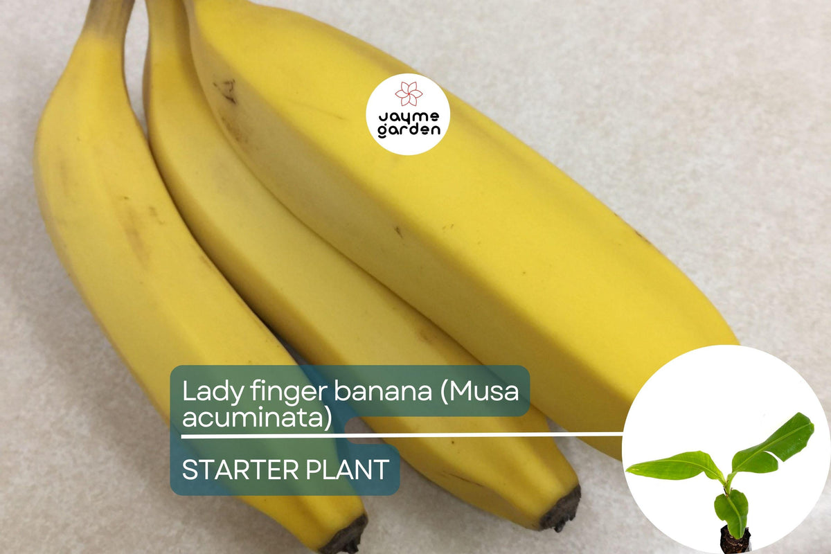 Lady Finger Banana Tree Seedling 2'-3' Tall | Musa acuminata | Sweet Creamy Fruit | Tropical Compact Plant for Small Spaces