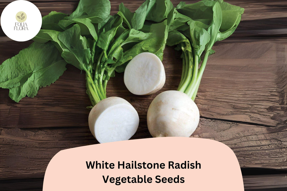 500+ White Hailstone Radish Seeds – Heirloom Round White Radish (Raphanus sativus) for Garden Planting, Non-GMO, Crisp Flavor