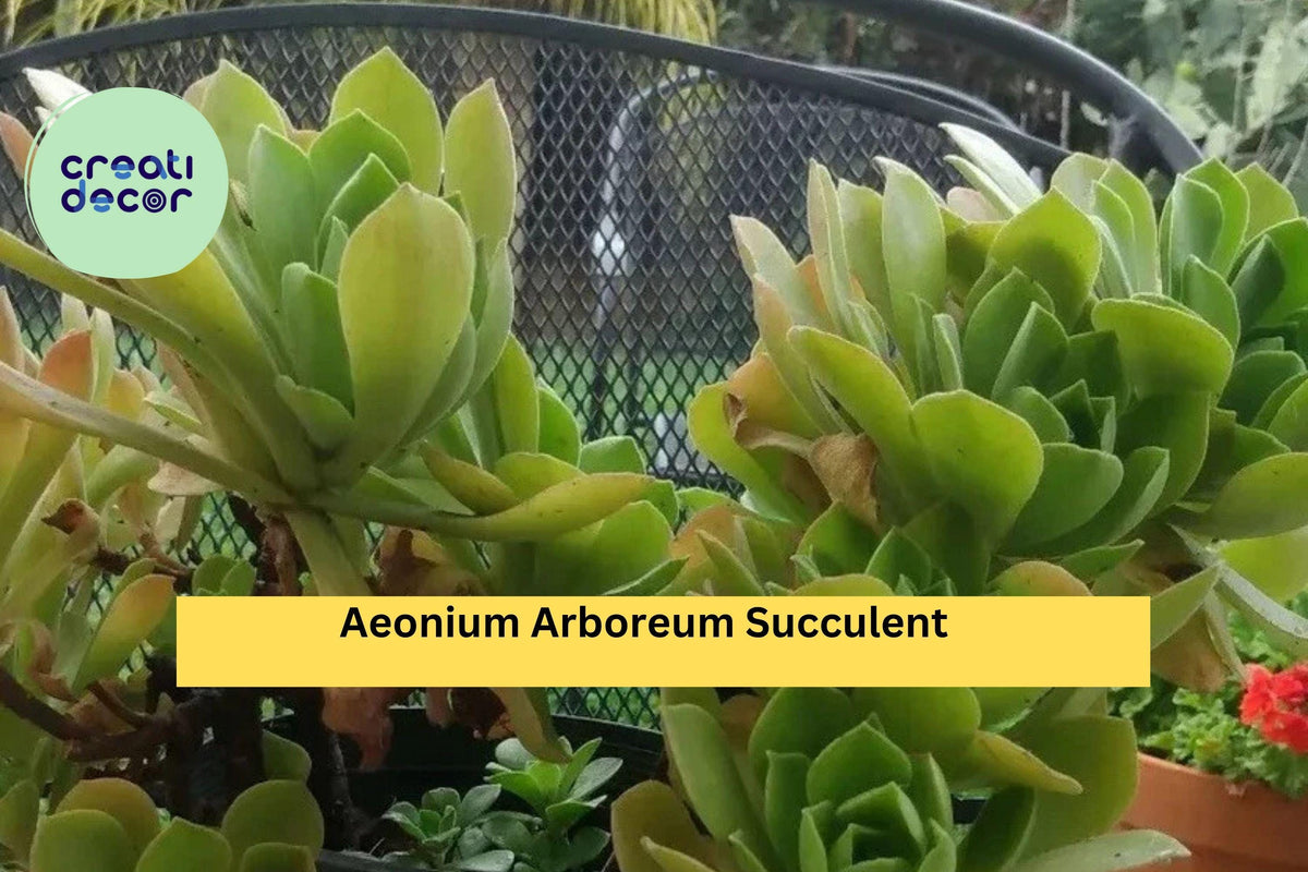Aeonium Arboreum Succulent Cuttings - 2 Unrooted Green Stem Cuttings - Drought-Tolerant Propagation - USDA Zones 9–11