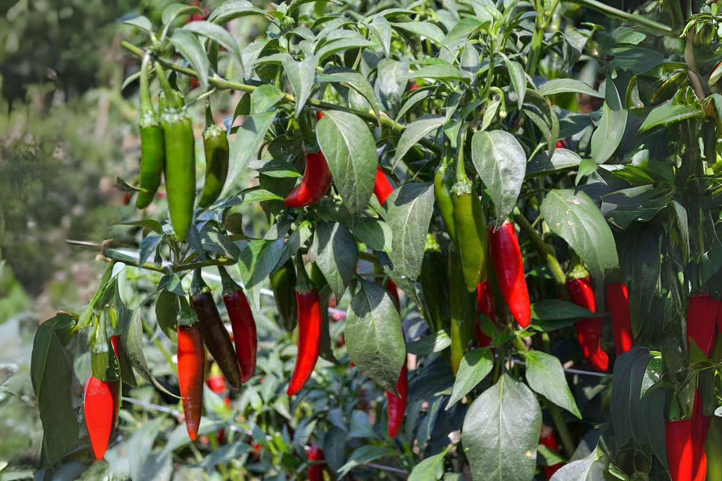 Serrano Tampiqueno Pepper Seeds | Heirloom Non-GMO Capsicum annuum for Salsas & Hot Sauces | 250 mg