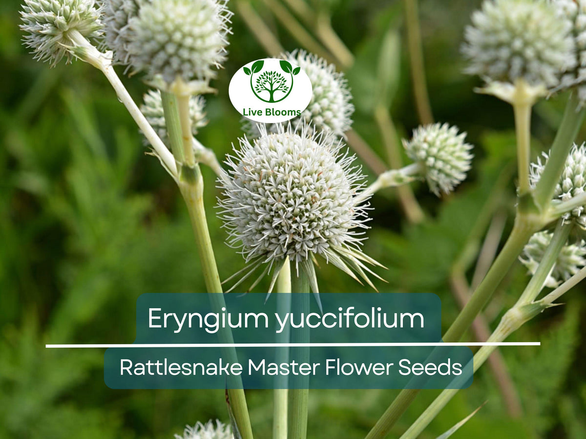 Eryngium Yuccifolium Seeds | 1 Gram Rattlesnake Master | Native Perennial for Pollinator Gardens & Landscaping