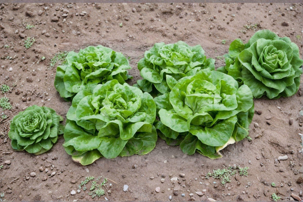 Buttercrunch Lettuce Seeds 700 Count - Heirloom Butterhead Variety - Lactuca sativa - Sweet & Tender, Heat-Tolerant Leaves