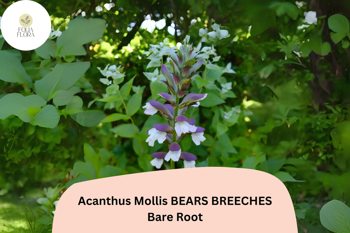 Acanthus mollis Bear's Breeches | 3 Live Perennial Plants | Purple White Flowers | Hardy Cottage Garden Decor