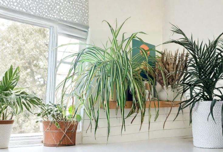 Spider Plant Cutting - 1 Rooted Cutting - Green & White Variegated - Chlorophytum comosum - Easy Care Indoor Houseplant