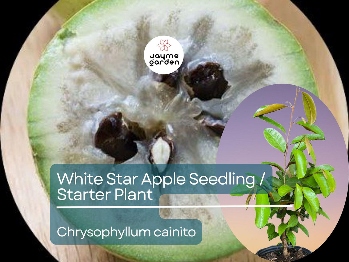 White Star Apple Starter Plant 12"-24" Live Caimito Fruit Tree (Chrysophyllum cainito) - Tropical Sweet Fruit for Garden