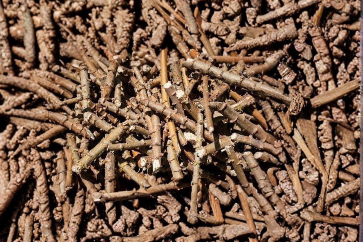 Cassava Cuttings 6 Pieces Assorted Sizes Tropical Shrub Manihot esculenta Yuca for Planting