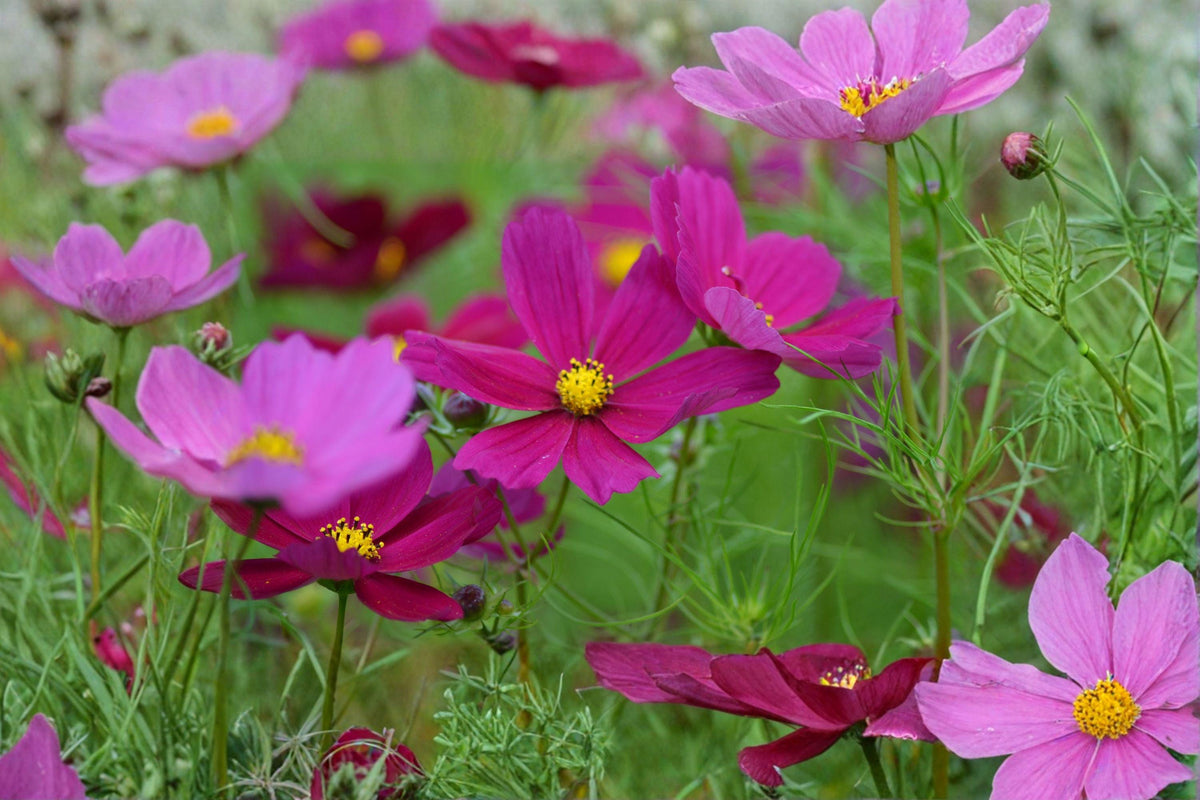 Cosmos Seeds - 100 Heirloom Dazzler Seeds - Crimson Blooms - Easy Growing Annual - Cosmos bipinnatus