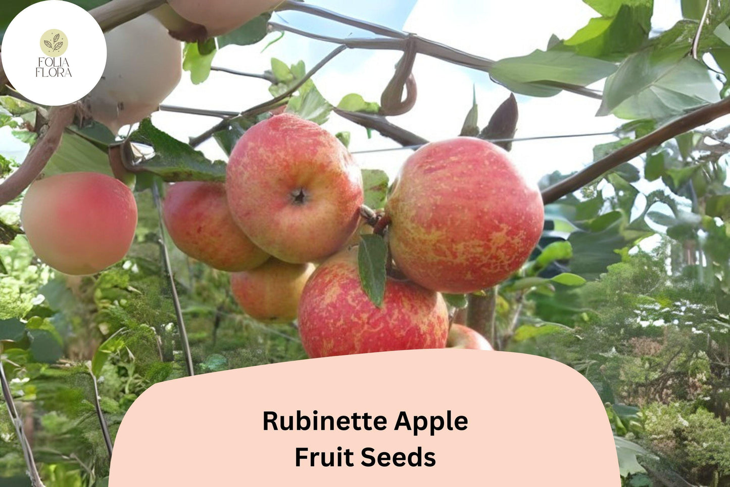 25+ Rubinette Apple Seeds | Rare Heirloom Malus domestica for Home Orchard Planting