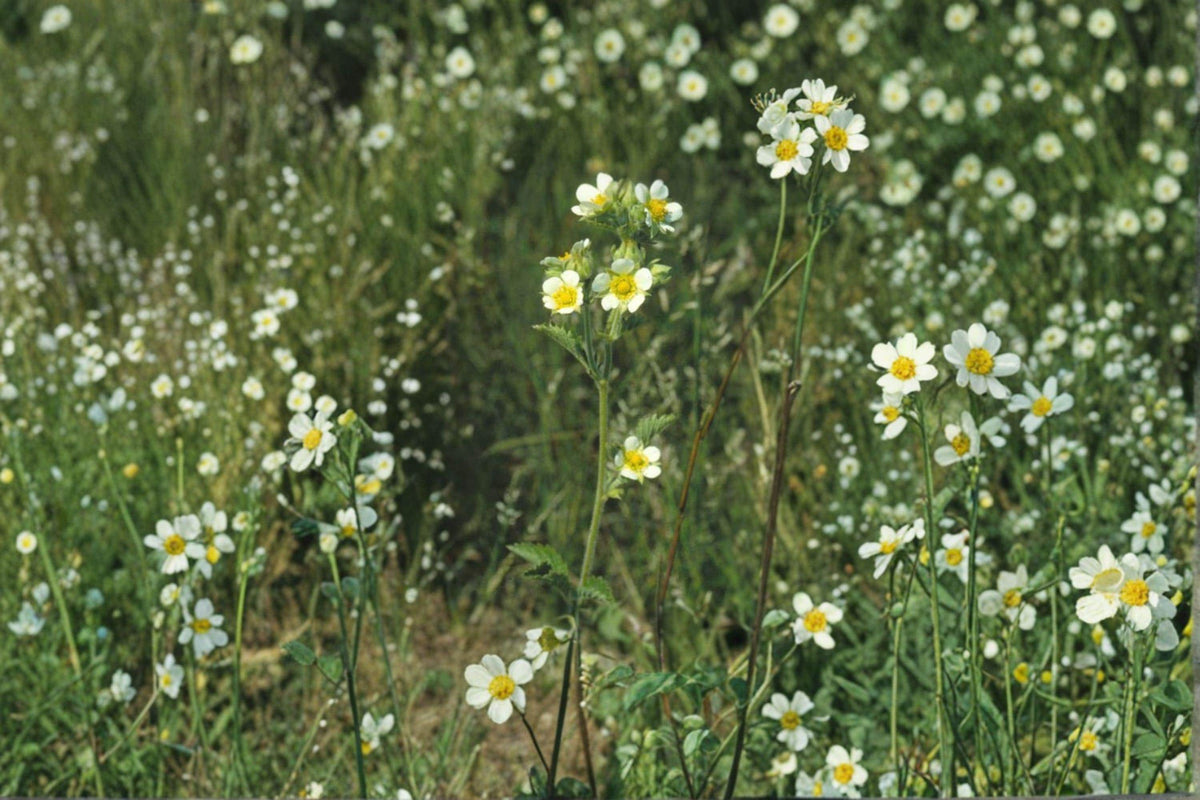 Prairie Cinquefoil Seeds - 500 Count - Hardy Native Wildflower - Potentilla arguta - Drought Tolerant Perennial for Gardens