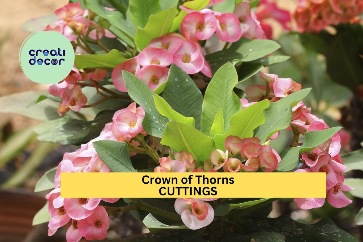 Crown of Thorns Cutting | Euphorbia Milii Succulent Starter | Drought Tolerant Colorful Blooms