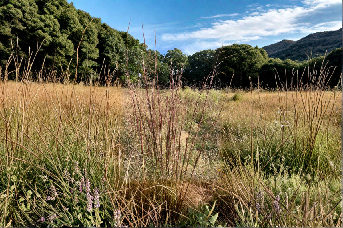 Broomsedge Grass Seeds - 100 Seeds - Andropogon virginicus - Native Prairie Ornamental Grass - Drought Tolerant, Golden-Orange Foliage