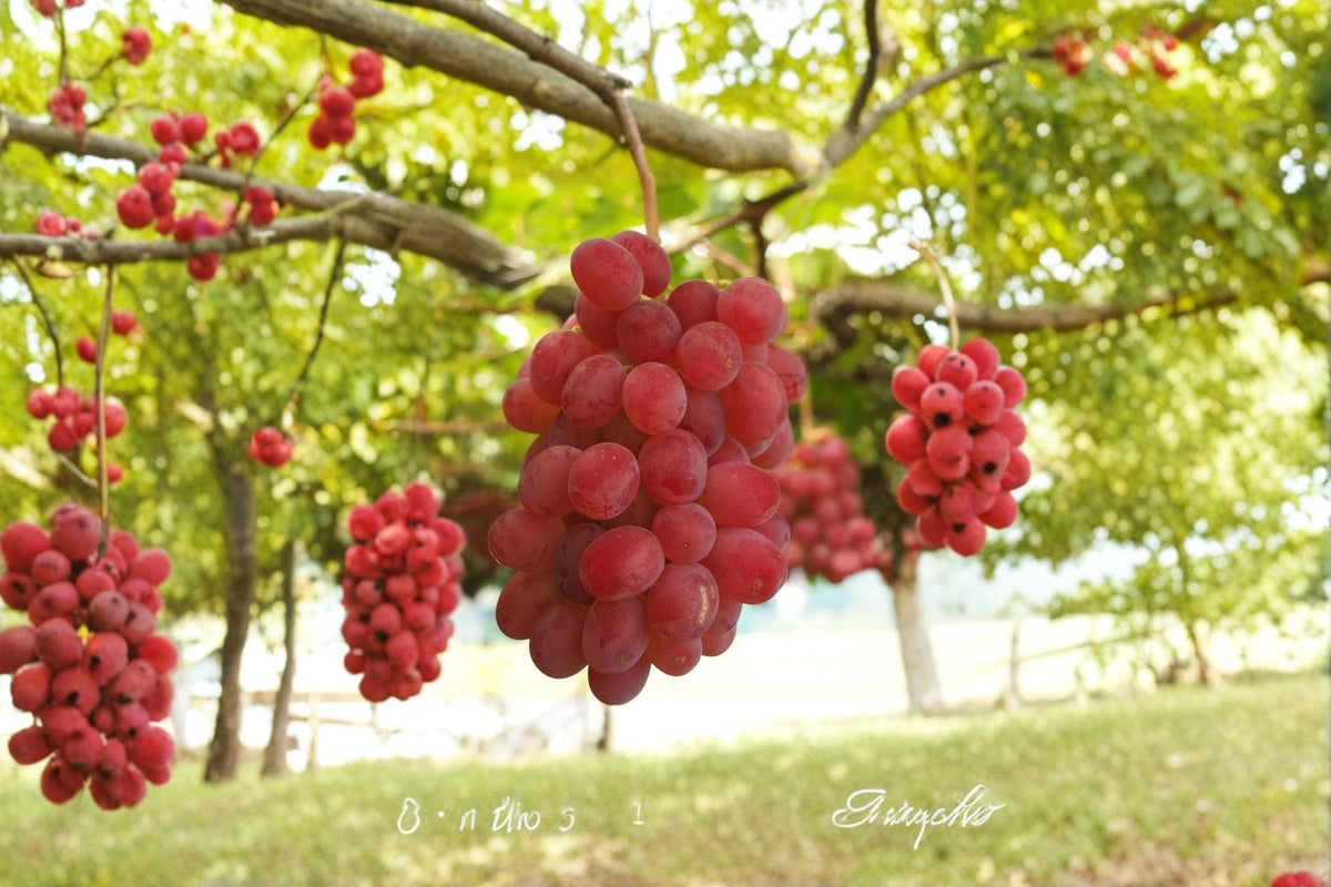 Kaiji Grape Vine Plant 1-2 ft Vitis vinifera ‘Kaiji’ Live Climbing Fruit Vine for Garden and Trellis