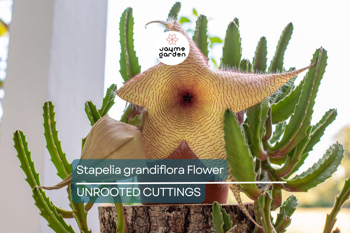 Stapelia Grandiflora Cuttings | 2 Rare Starfish Plant Cuttings 6"-8" | Exotic Succulent with Star-Shaped Flowers