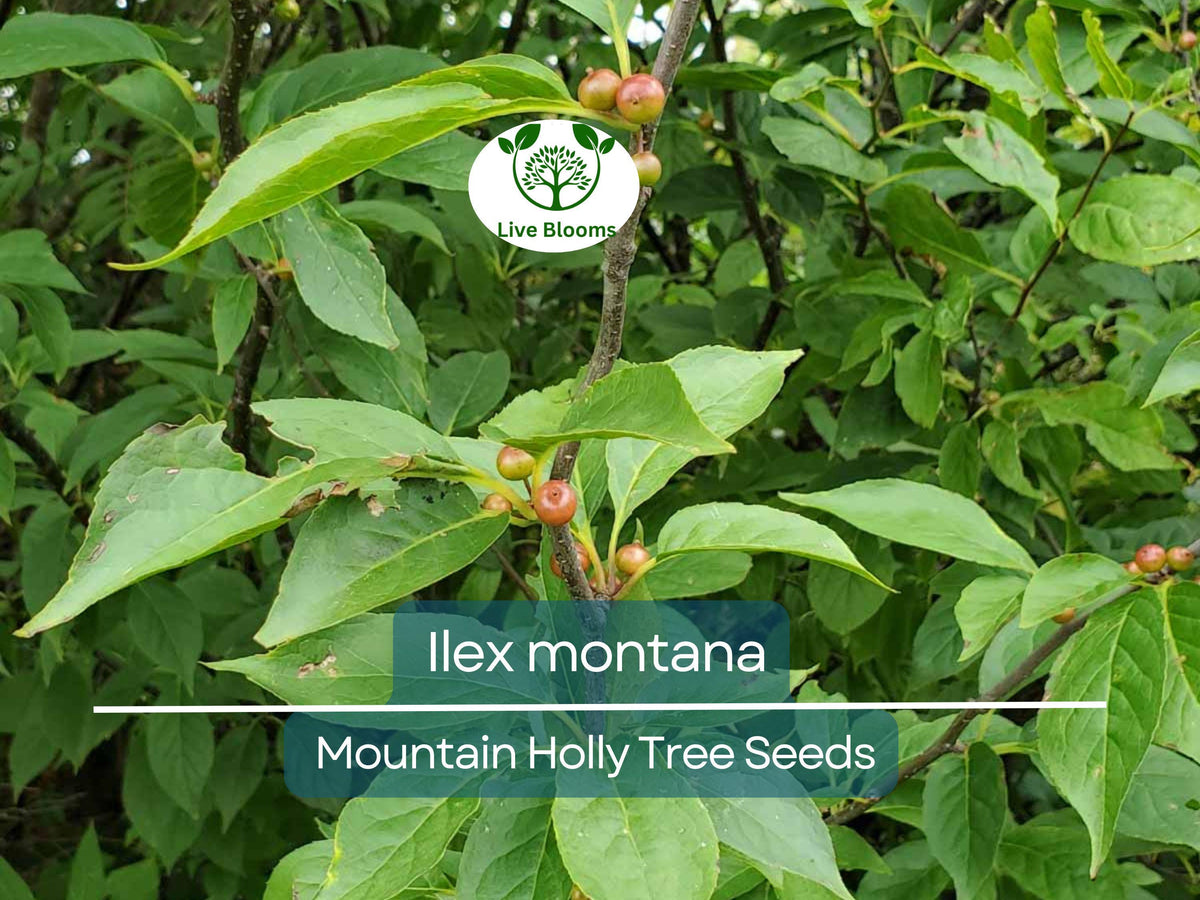 Ilex Montana Seeds 500 mg - Mountain Holly for Planting | Native Shrub for Wildlife, Gardens & Landscaping | Eco-Friendly