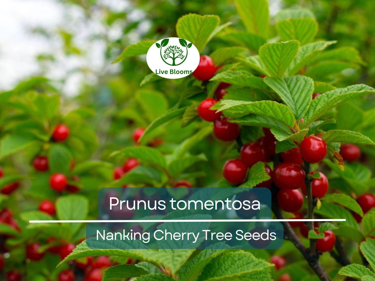10 Seeds Prunus tomentosa Nanking Cherry | Hardy Edible Shrub for Gardens & Wildlife | Fast-Growing Ornamental Cherry Plant