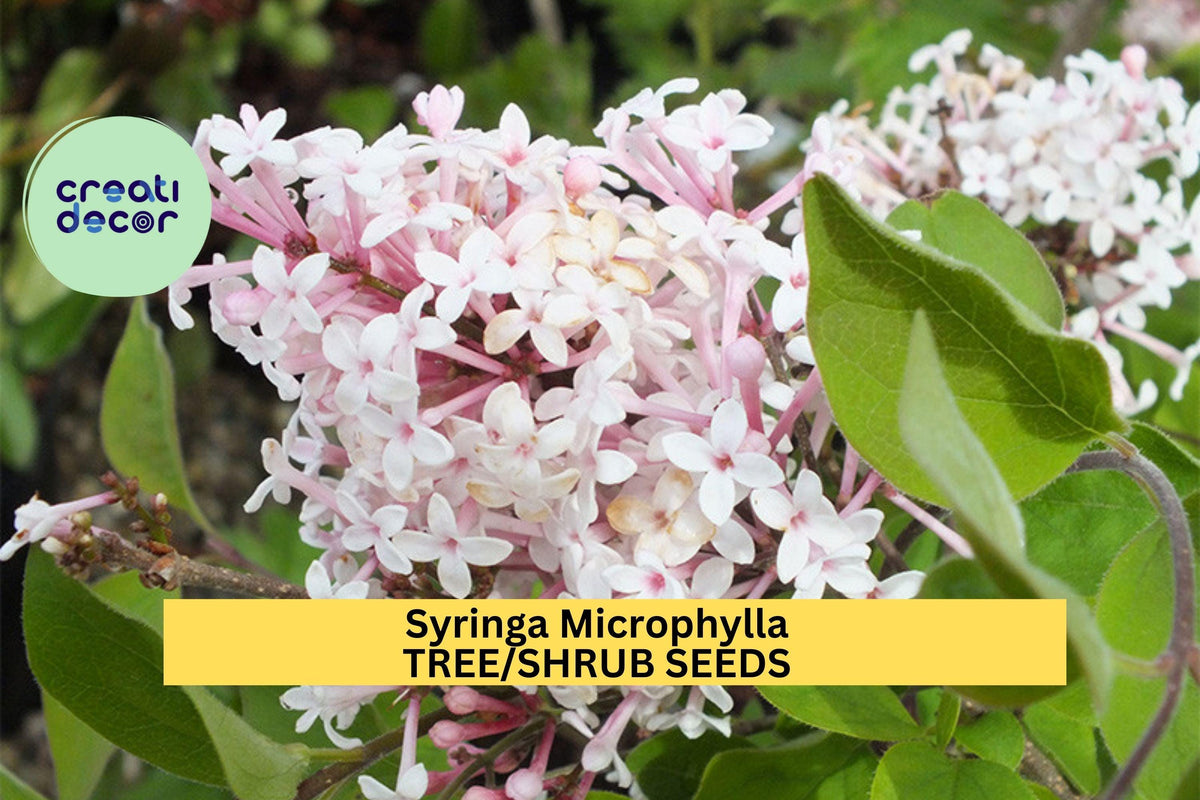 Syringa Microphylla Seeds | 30 Seeds | Fragrant Pink Lilac Shrub for Sunny Garden Borders | Littleleaf Lilac