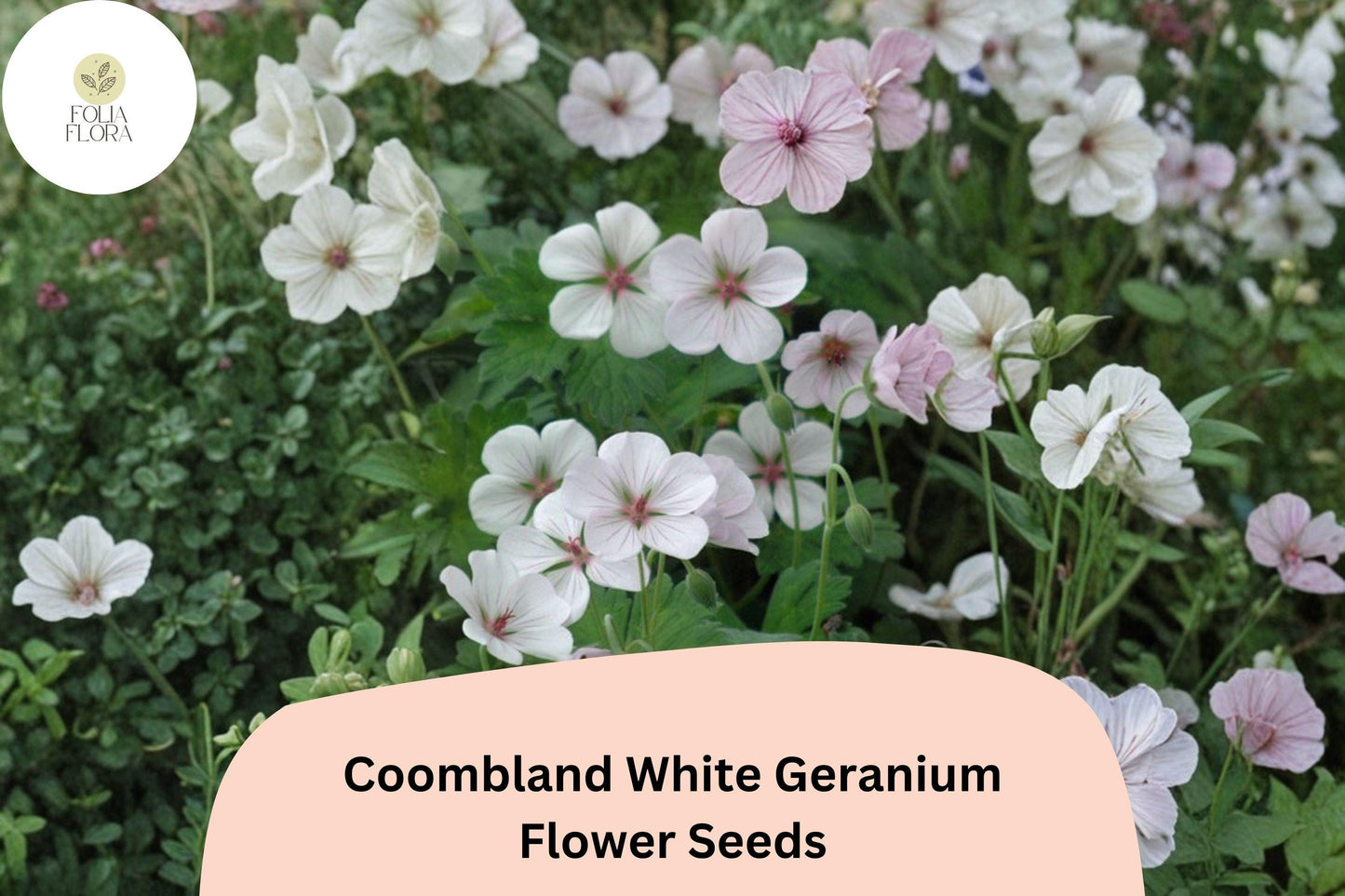 25+ Coombland White Geranium Seeds | Hardy Perennial White Cranesbill for Garden Borders & Ground Cover