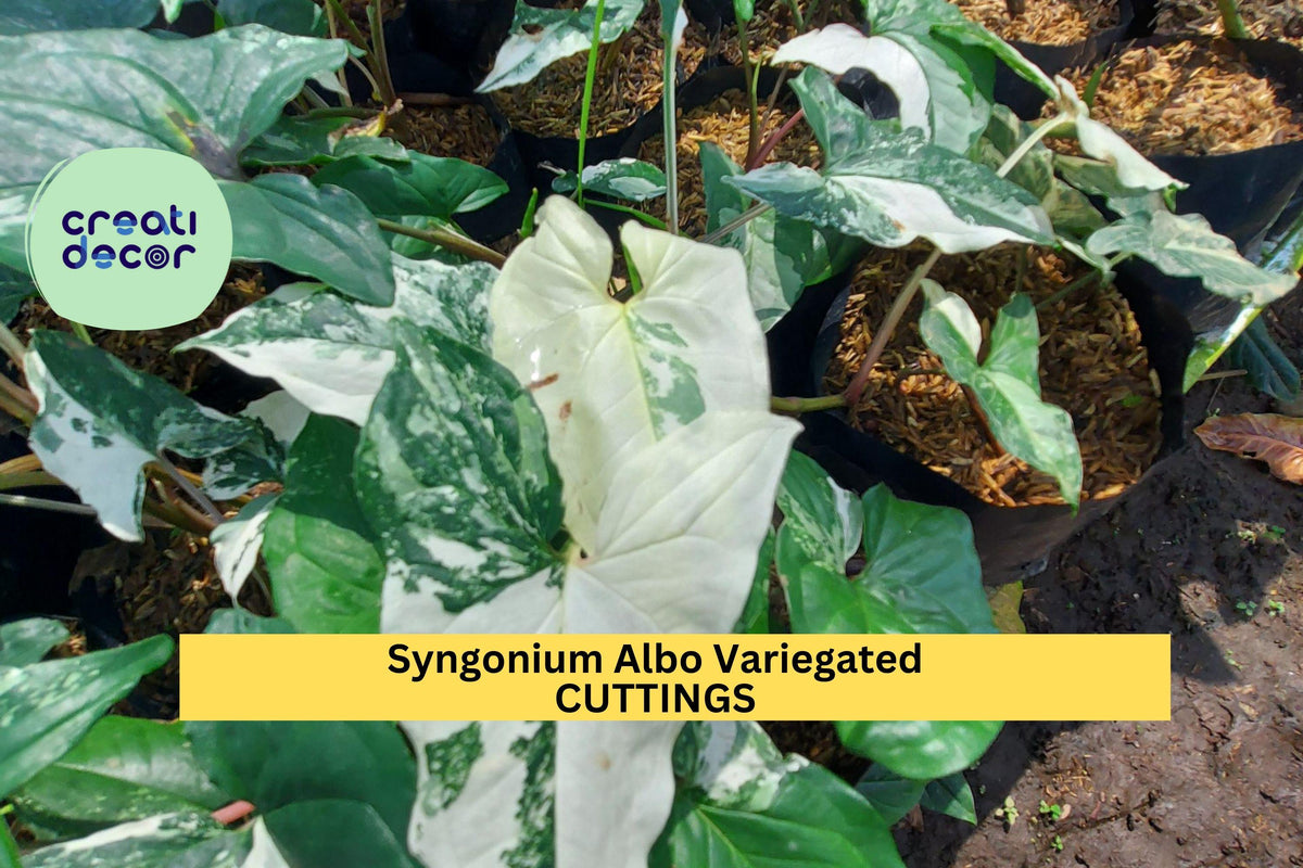 Syngonium Albo Variegated Cutting | Rare Variegated Arrowhead Plant for Propagation