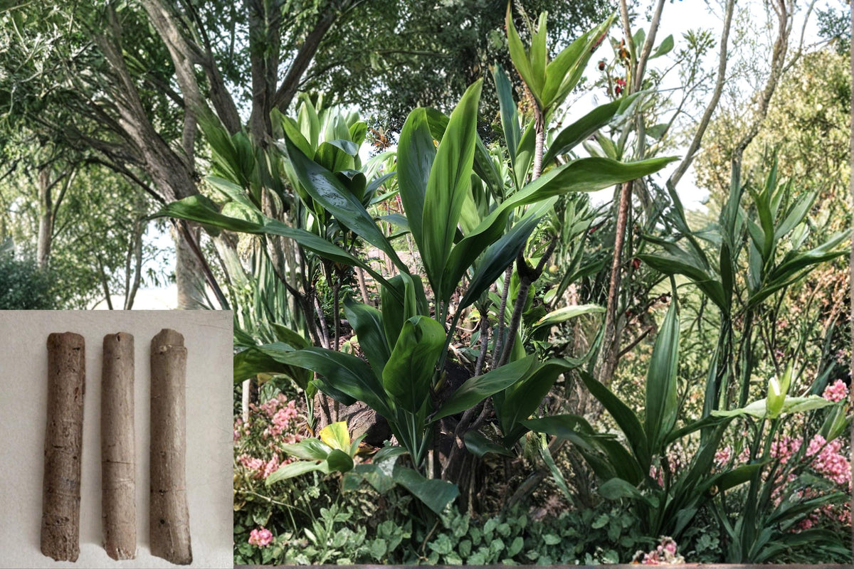 Hawaiian Green Ti Plant Cuttings 6" - Cordyline fruticosa Tropical Ornamental Logs for Propagation