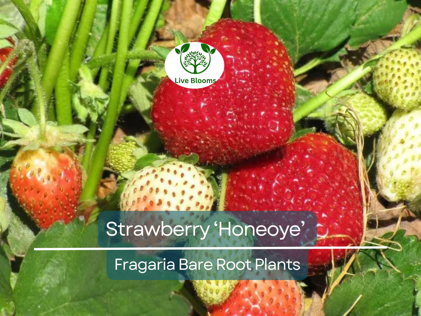 12 Honeoye Strawberry Plants – Bare Root, Cold Hardy June-Bearing Berries for Zones 4-9