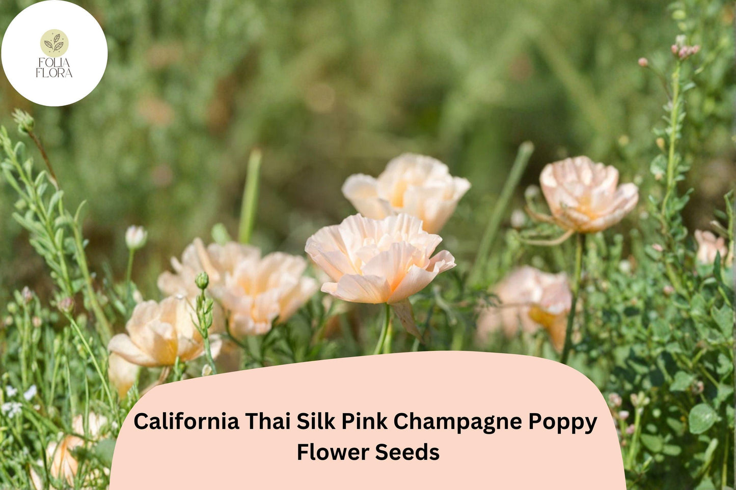 200+ California Thai Silk Pink Champagne Poppy Seeds - Soft Pastel Wildflowers for Full Sun Gardens