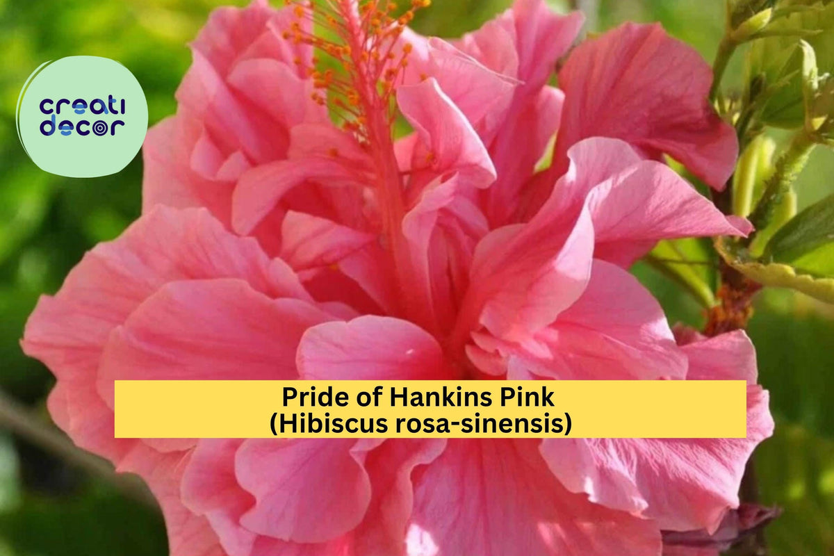 Live Hibiscus Plant - Starter Size Pride of Hankins Pink - Hibiscus rosa-sinensis - Triple Red-Pink Blooms for Garden or Patio