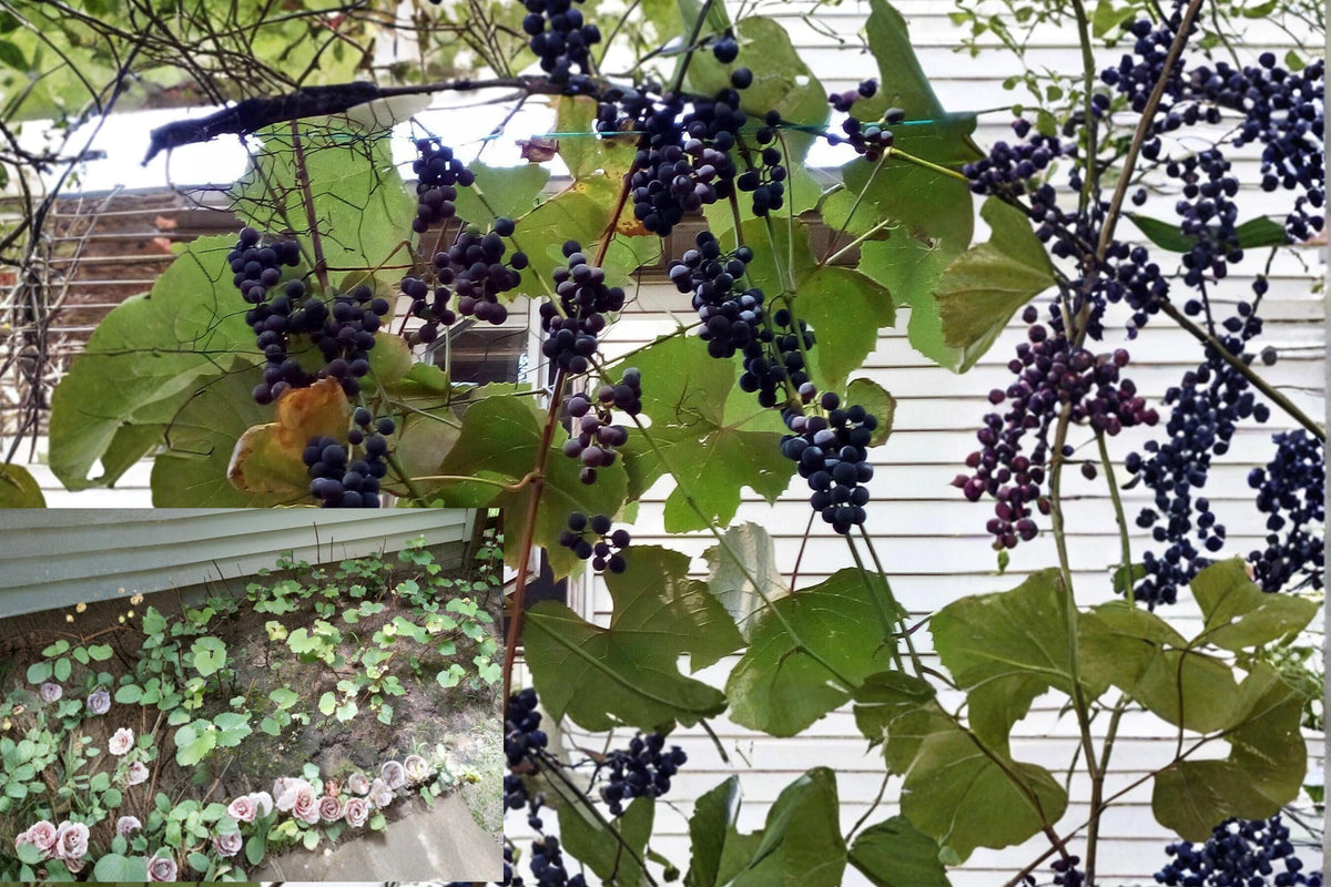 Concord Grape Cuttings 12" 10 Stems Vitis labrusca Fresh Scion Wood for Propagation Grafting Home Vineyard Gardening