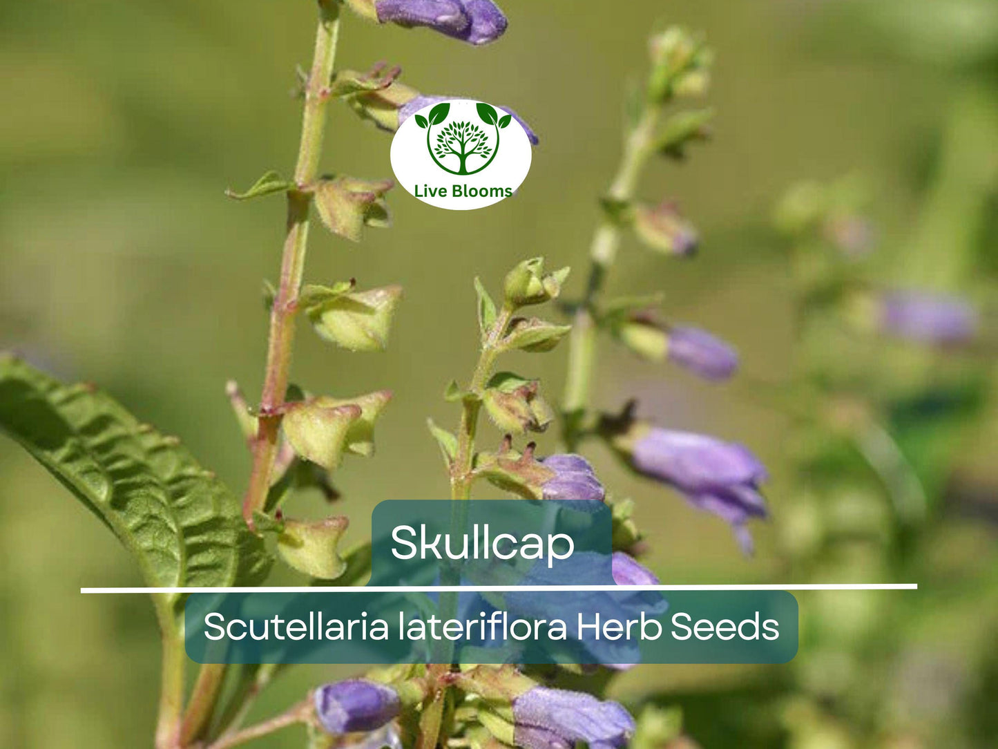 100 Skullcap Herb Seeds (Scutellaria lateriflora) - Non-GMO Mad Dog Plant Seeds for Home Gardening