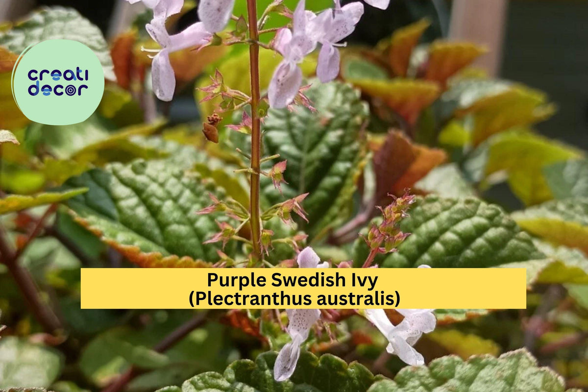 Purple Swedish Ivy Live Plant - Trailing Green-Purple Foliage, Plectranthus australis - Ideal for Hanging Baskets or Containers