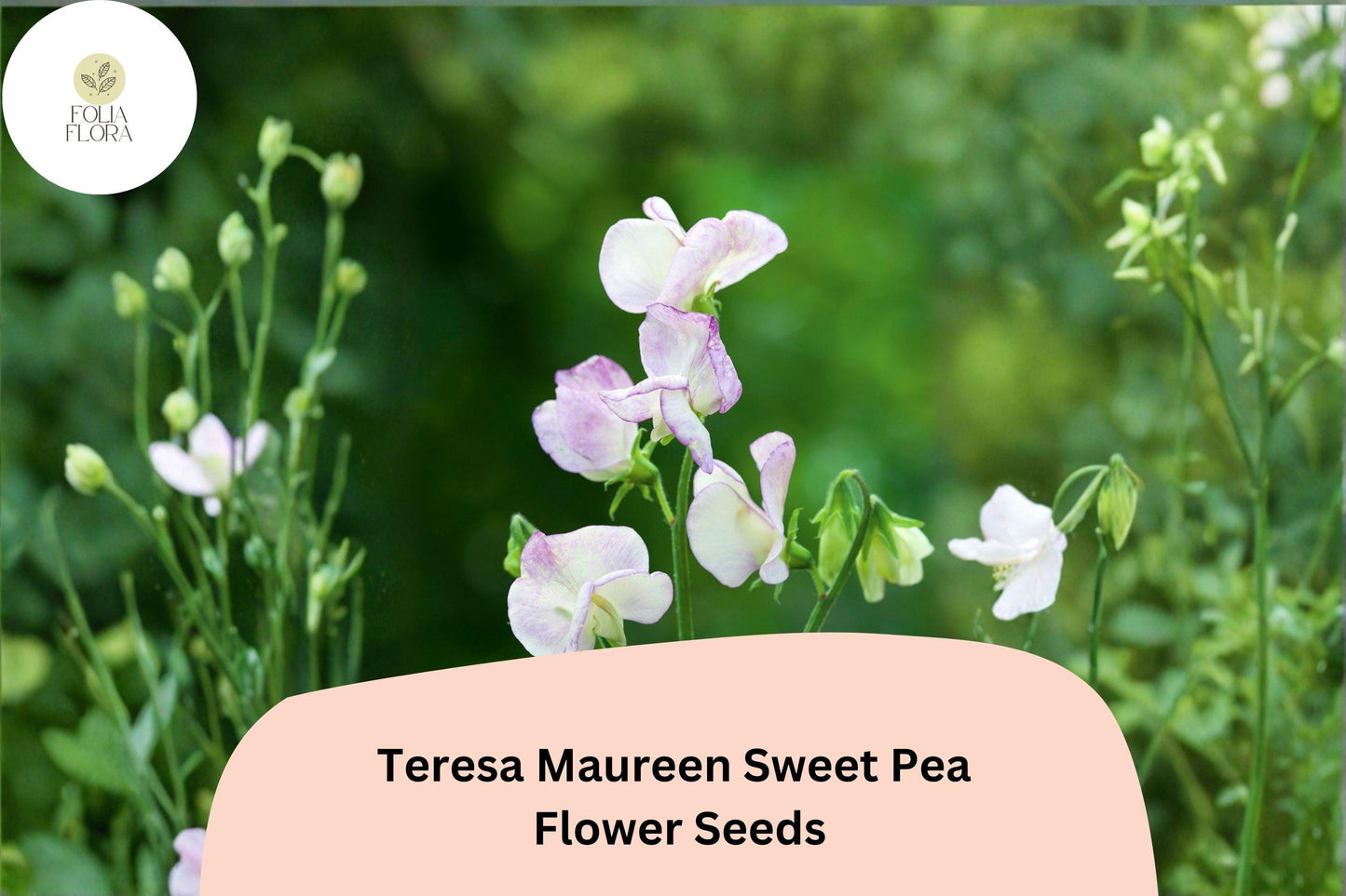 50+ Teresa Maureen Semi-Dwarf Sweet Pea Seeds - Purple Compact Climbing Flowers for Containers & Borders