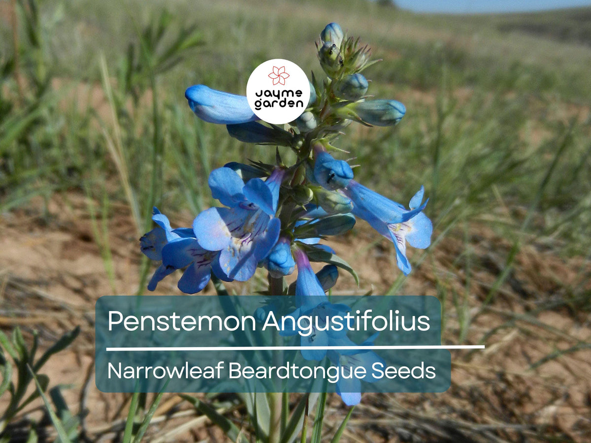 50 Seeds Penstemon Angustifolius | Narrowleaf Beardtongue | Blue Wildflower | Pollinator Friendly Native Perennial