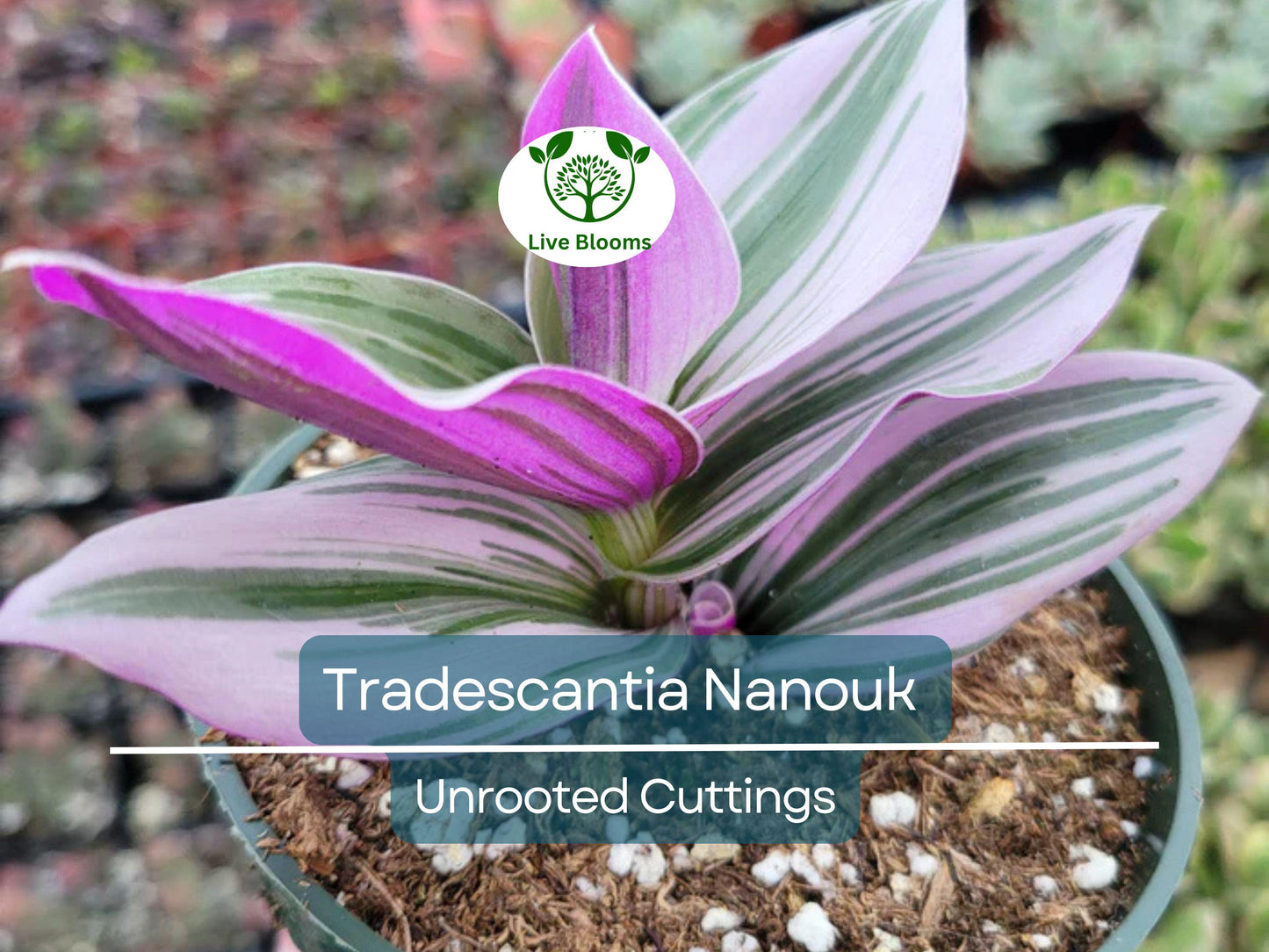 5 Unrooted Tradescantia Nanouk Cuttings 4”-8” | Rare Pink Wandering Jew with Pink, White & Green Foliage