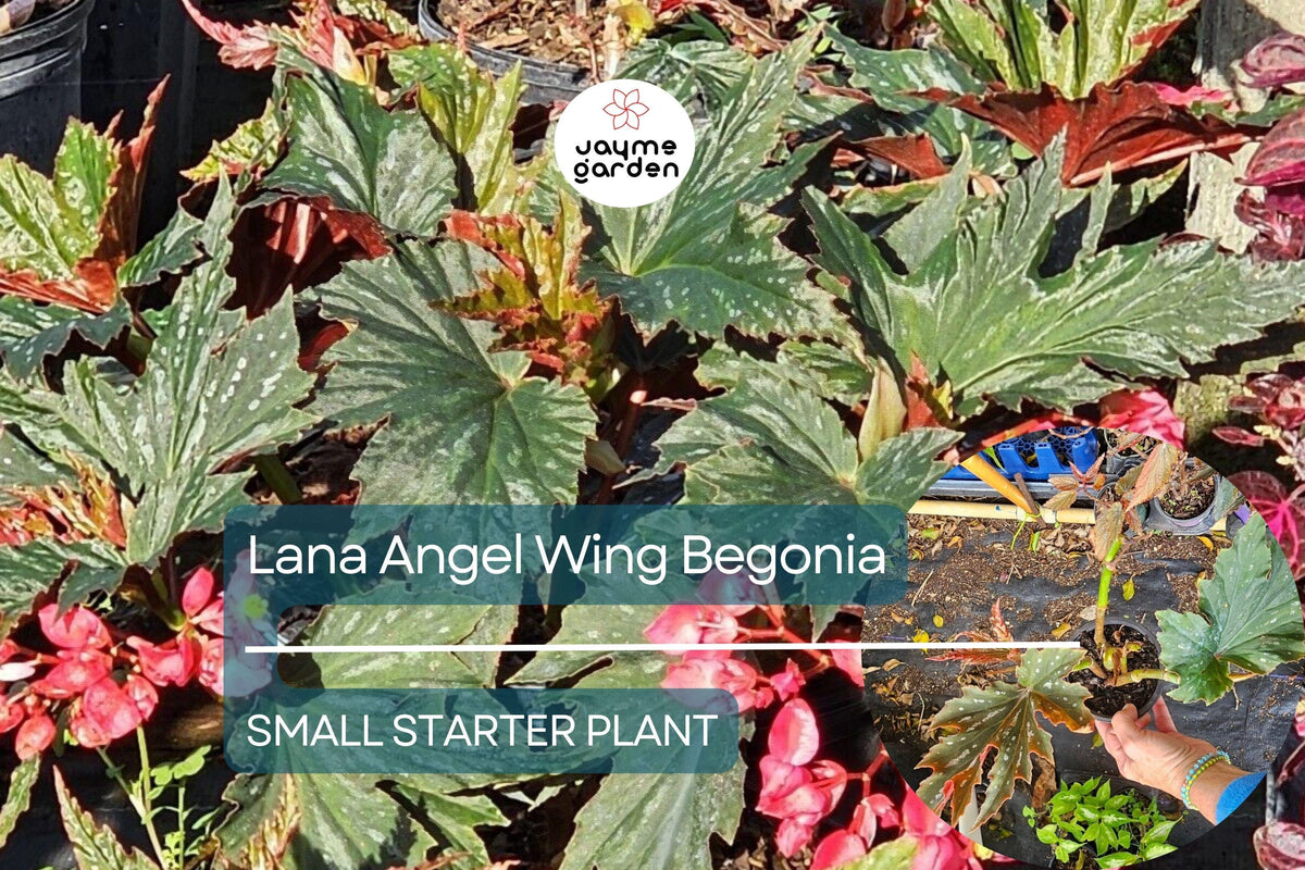 Lana Angel Wing Begonia Starter Plant - Bright Pink Flowers & Silver Foliage - Begonia coccinea - Indoor Tropical Houseplant