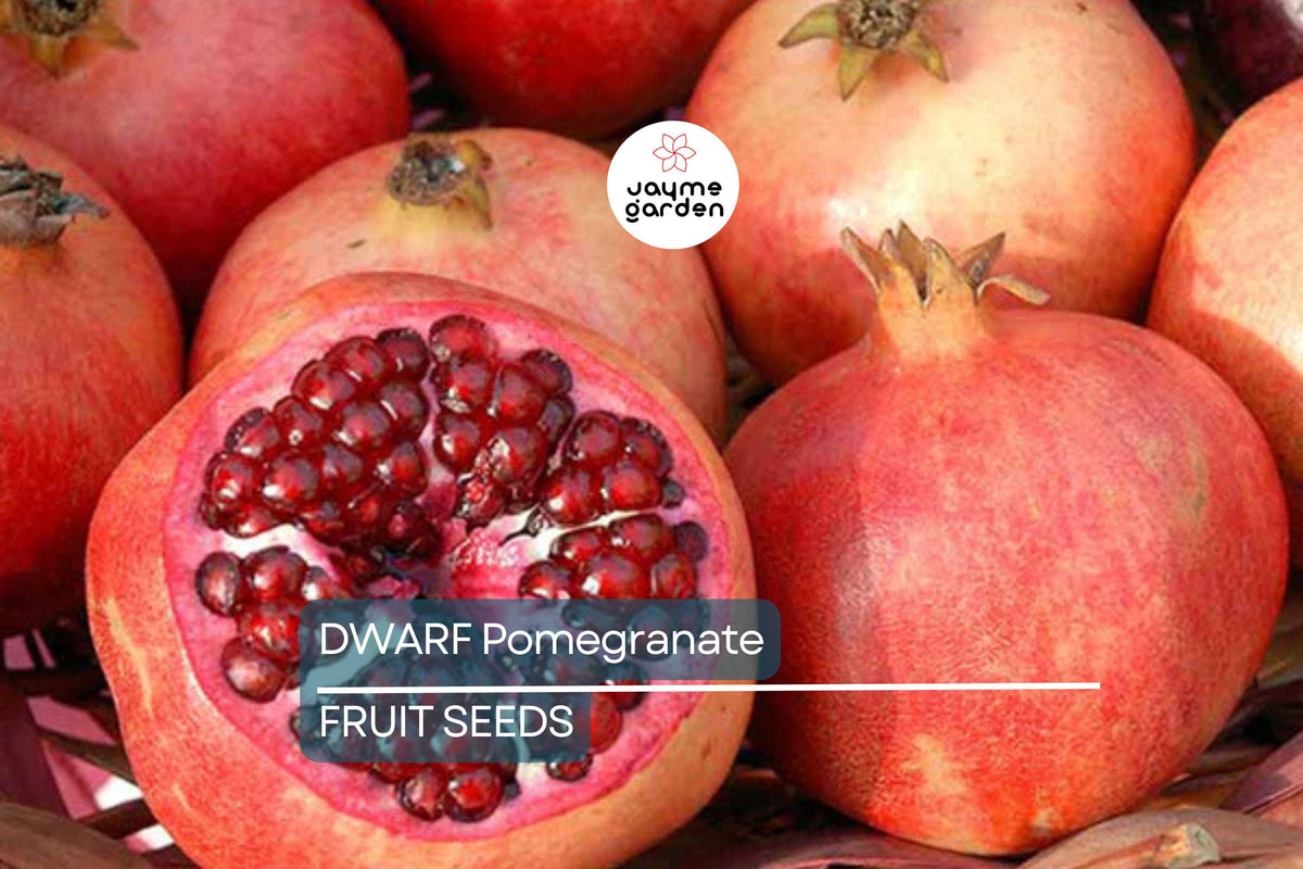 Dwarf Pomegranate Tree Seeds - 20 Pack Punica granatum "Nana" - Indoor/Outdoor Bonsai Friendly Fruit Plant for Small Gardens