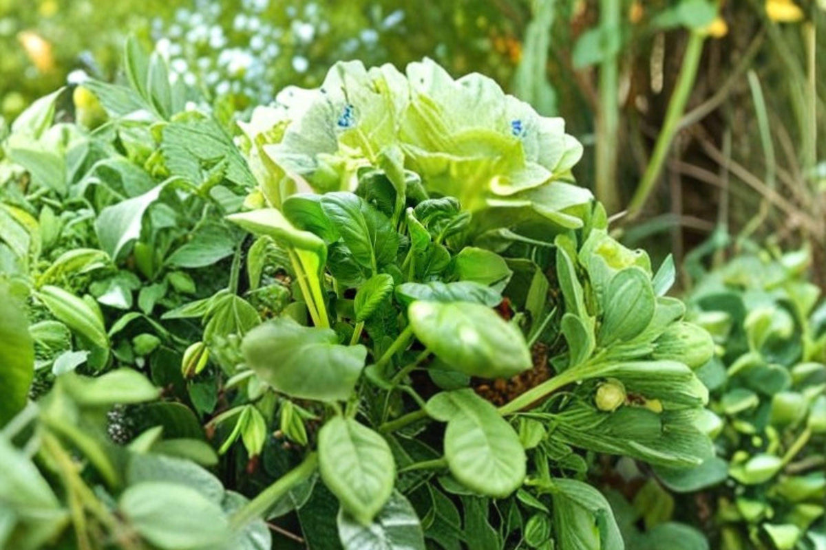 Pak Choi Seeds 350 Count | Bok Choi Taisai | Brassica rapa subsp. chinensis | Fast Growing Asian Vegetable for Home Gardens