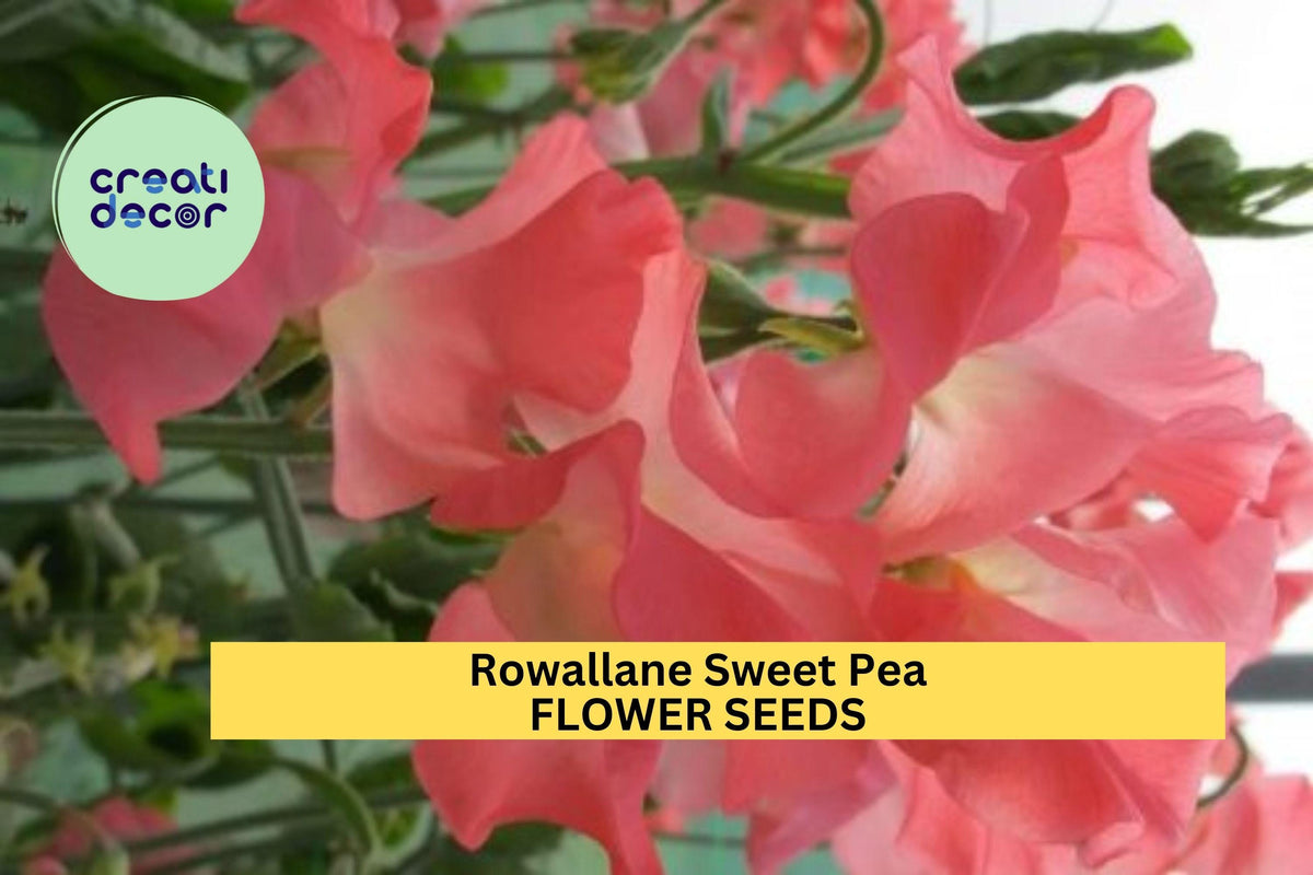 50+ Rowallane Sweet Pea Seeds – Magenta-Violet Fragrant Climbing Vines for Trellises