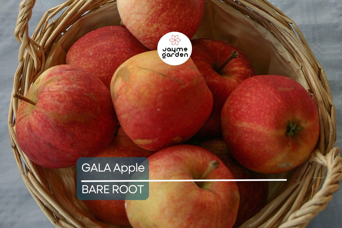 Gala Apple Tree 2-3ft Bare Root, Malus domestica 'Gala', Hardy for Zones 5-8, Perfect for Orchard or Garden, Spring Planting