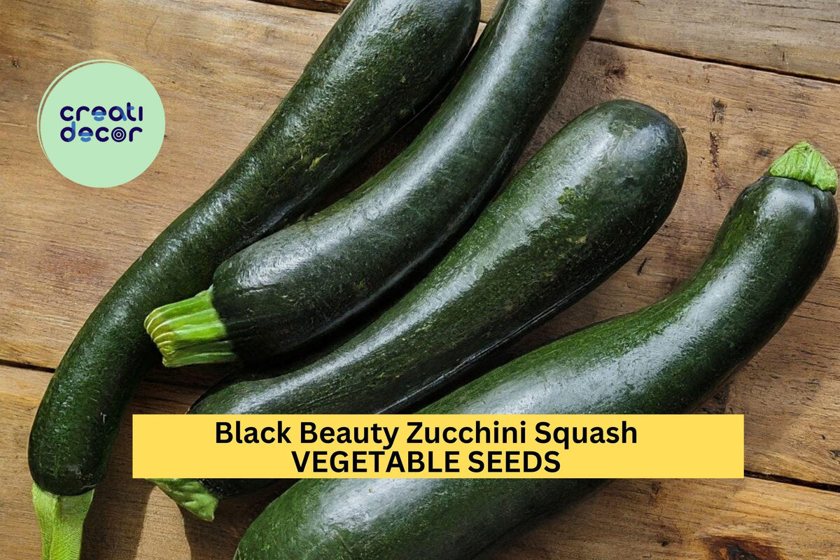 25+ Black Beauty Zucchini Seeds – Heirloom High-Yield Summer Squash for Full Sun Gardens